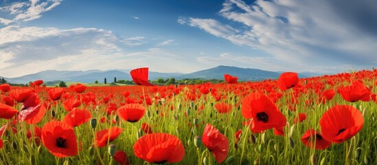 Fototapete - A vibrant expanse of red flowers stretches out under the towering presence of distant mountains. with copy space image. Place for adding text or design