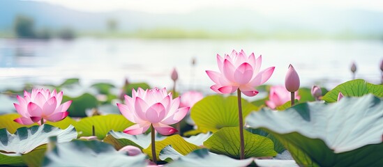 Aufkleber - Pink flowers flourish in the water of a pond, creating a vibrant and beautiful display in nature. with copy space image. Place for adding text or design