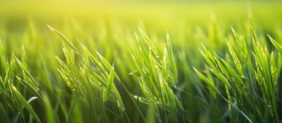 Aufkleber - Lush green grass field illuminated by golden sunlight shining through the blades. with copy space image. Place for adding text or design