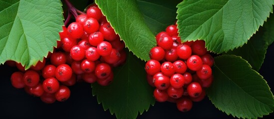 Poster - Vivid close-up of numerous red berries clustered on a tree, capturing the rich hues and natural beauty. with copy space image. Place for adding text or design