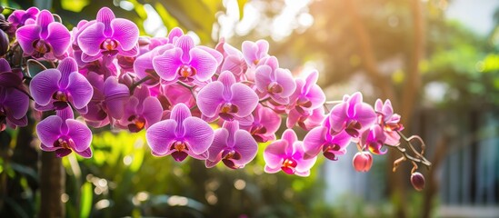 Aufkleber - Pink and purple orchids are beautifully illuminated by the sunlight in the garden. with copy space image. Place for adding text or design