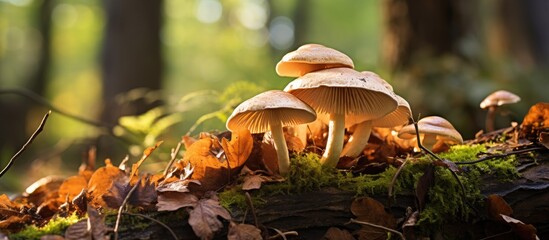 Poster - Mushroom Clitocybe nebularis thriving on a tree trunk with lush surroundings in the woods. with copy space image. Place for adding text or design