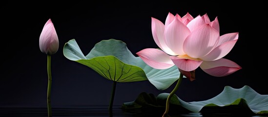 Wall Mural - pink lotus surrounded by green leaves, poised to bloom with grace and serenity in tranquil anticipat