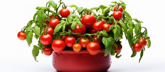 Fresh tomatoes in a vibrant red pot, ready for cooking or gardening. with copy space image. Place for adding text or design