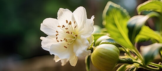 Aufkleber - Close-up view of a white flower with brown spots, focusing on the center of a thorn apple blossom. with copy space image. Place for adding text or design