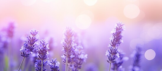 Aufkleber - Lavender flowers in abundance scatter across a field, creating a serene scene with a soft-focus background. with copy space image. Place for adding text or design