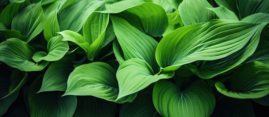 Aufkleber - Vivid green leaves on a plant captured up close, showcasing natural beauty. with copy space image. Place for adding text or design