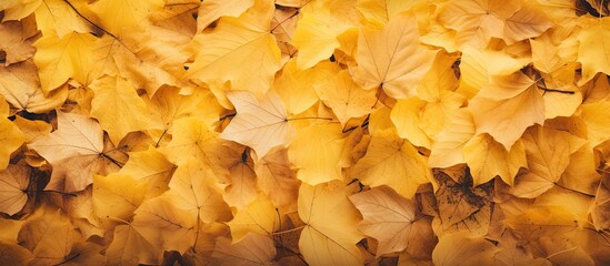 Aufkleber - Close-up view of a bunch of fallen yellow leaves creating a textured autumn background. with copy space image. Place for adding text or design