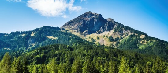 Wall Mural - Rocky mountain summit set within a dense green forest of coniferous trees. with copy space image. Place for adding text or design