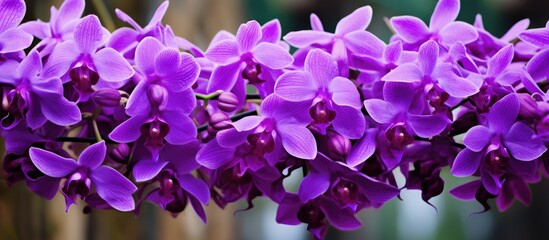 Aufkleber - Purple flowers in full bloom on a branch in a serene garden setting, adding a pop of color to nature's beauty. with copy space image. Place for adding text or design