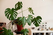 © Amor Burakova/Stocksy - Monstera plant in modern interior