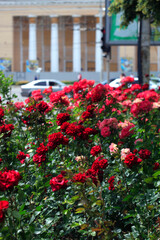 Sticker - Colorful roses on nature background