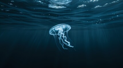 dark blue ocean surface seen from underwater, a lone jellyfish drifting through the water, its translucent body shimmering in the sunlight.