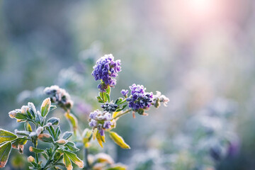 Wall Mural - Leaves and flowers of wild plants in the meadow are covered with frost during autumn frosts