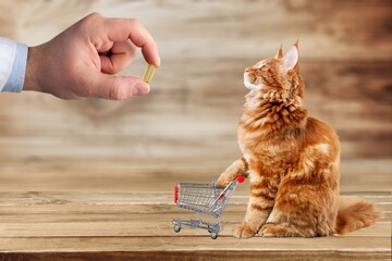 Canvas Print - Owner giving vitamin healthy pill to cat