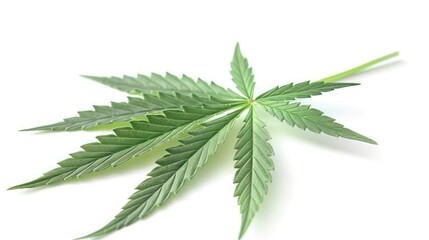 Wall Mural - cannabis leaf isolated on white background.Generative AI