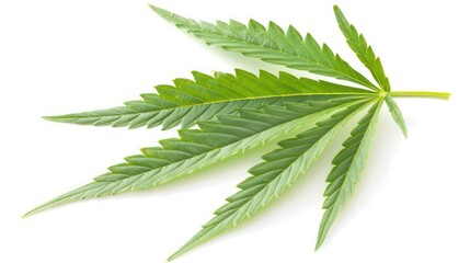 Wall Mural - cannabis leaf isolated on white background.Generative AI