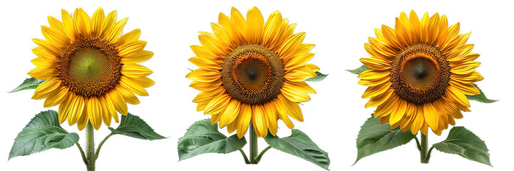 sunflower blooming isolated on transparent background ,generative ai