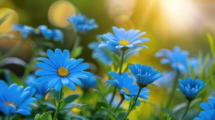 Wall Mural - Blue daisy flowers basking in the sunlight creating a bright flower background in the garden