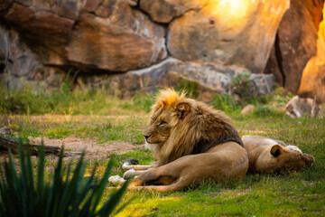 Wall Mural - Pair adult Lions playing in zoological garden