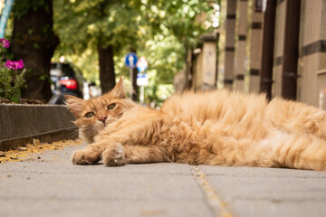 Wall Mural - Street stray cat lying on sidewalk on warm summer day