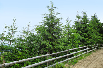 Wall Mural - View of fir trees and wooden fence in forest