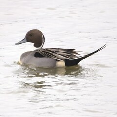 Wall Mural - Close-up shot of a northern pintail duck swimming in calm water