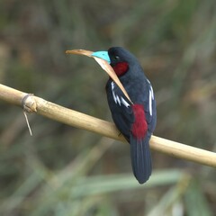 Canvas Print - Colorful broadbill with a unique beak perched on a bamboo branch in a natural setting