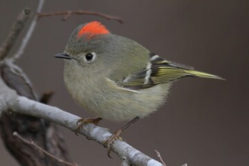 Wall Mural - Ruby-crowned Kinglet perched on a branch with a blurred background