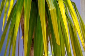 Sticker - Close up of green palms under blue sky