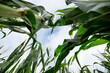 © Kathrine Schleicher/Stocksy - Canopy of Corn