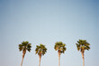 © Tanya Yatsenko/Stocksy - Four palms over a blue sky