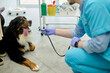 © Iuliia Versta/Stocksy - A veterinarian examines a dog with a stethoscope in the clinic