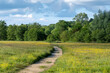 © mgnikon - footpath across wildflower meadow