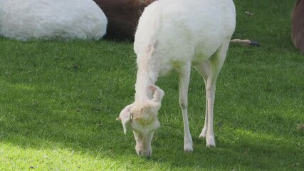 Wall Mural - Young white European fallow deer grazing on green grass in a pasture on a sunny day