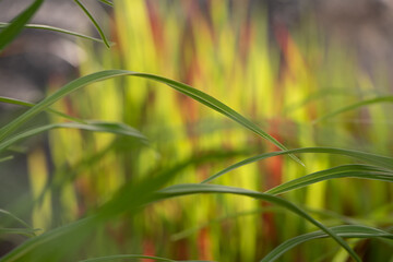 Sticker - close up of green grass