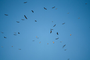 a kettle of Griffon (Eurasion griffon, Gyps fulvus) and Egyptian (Neophron percnopterus) vultures soaring and circling overhead