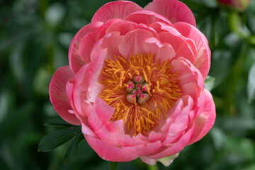 Sticker - yellow and pink peony close-up