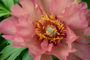 Sticker - yellow and pink peony cloe-up