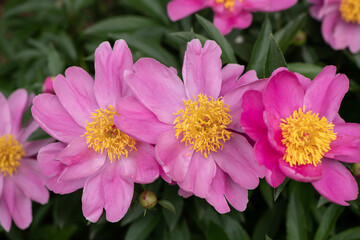 Wall Mural - single bloom peonies 