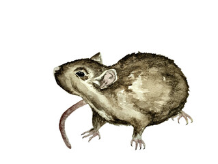 rat watercolor illustration pet gray rat rodent