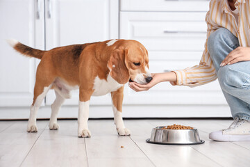 Canvas Print - Woman feeding Adorable Beagle dog near bowl with dry food in kitchen
