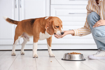 Poster - Woman feeding Adorable Beagle dog near bowl with dry food in kitchen