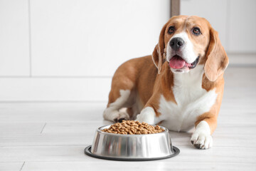Canvas Print - Cute Beagle dog lying near bowl with dry food at home