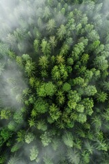 Canvas Print -  Fog in  Forest Aerial view Generative AI