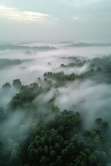 Poster -  Fog in  Forest Aerial view Generative AI