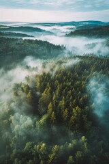 Canvas Print -  Fog in  Forest Aerial view Generative AI