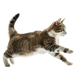 Wall Mural - running cute cat on isolated white background, PNG