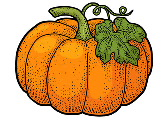 Wall Mural - Pumpkin fruit color sketch engraving PNG illustration. T-shirt apparel print design. Scratch board imitation. Black and white hand drawn image.