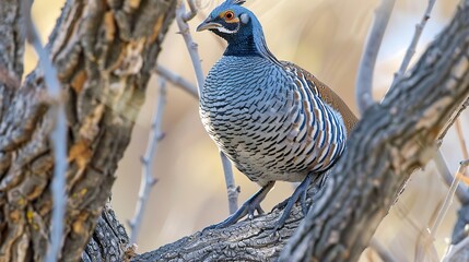 Poster - A Blue and White Bird Perched on a Branch